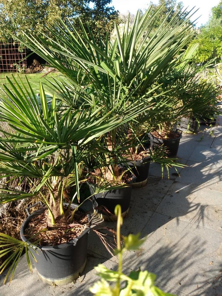 Trachycarpus Fortunei, Tuin en Terras, Planten | Bomen, Ophalen, Palmboom