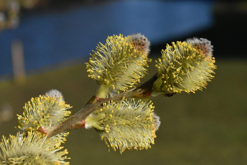 Egyptische wilg salix aegyptiaca, Enlèvement