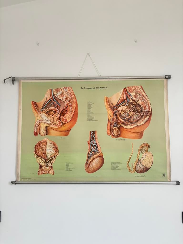 Vintage autonomie kaart op linnen, Antiek en Kunst, Ophalen of Verzenden, Natuur en Biologie