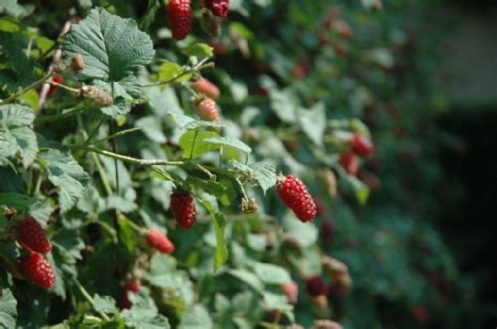 Framboos, Ophalen of Verzenden, Herfst