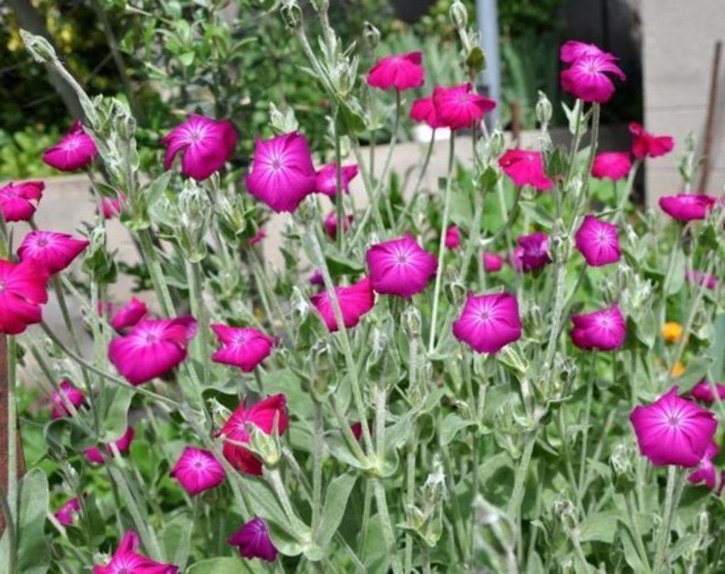 Prikneus, vaste plant, Volle zon, Vaste plant, Zomer, Ophalen