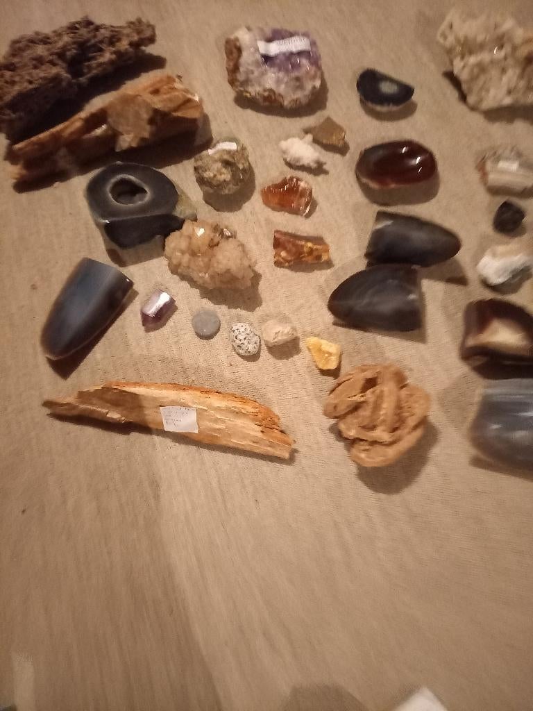 Zeer mooie collectie stenen en fosielen, Enlèvement, Fossile