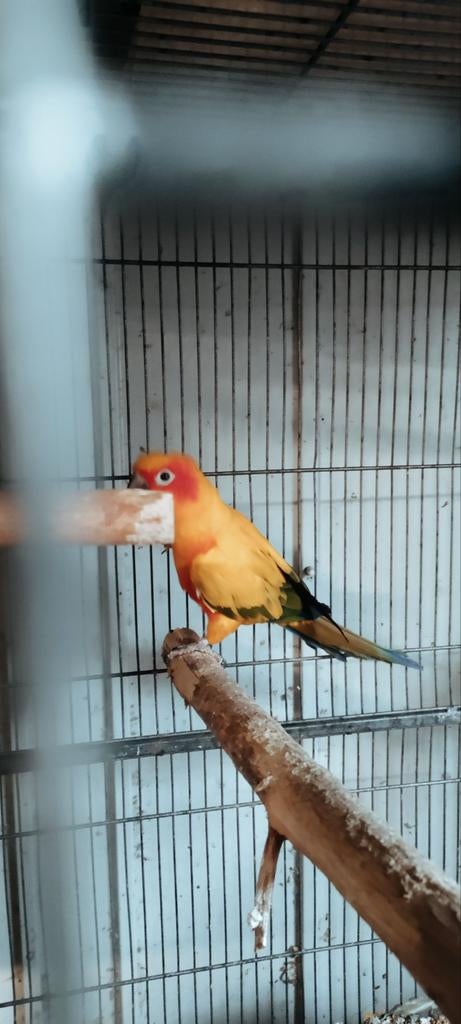 Zonparkiet man, Dieren en Toebehoren