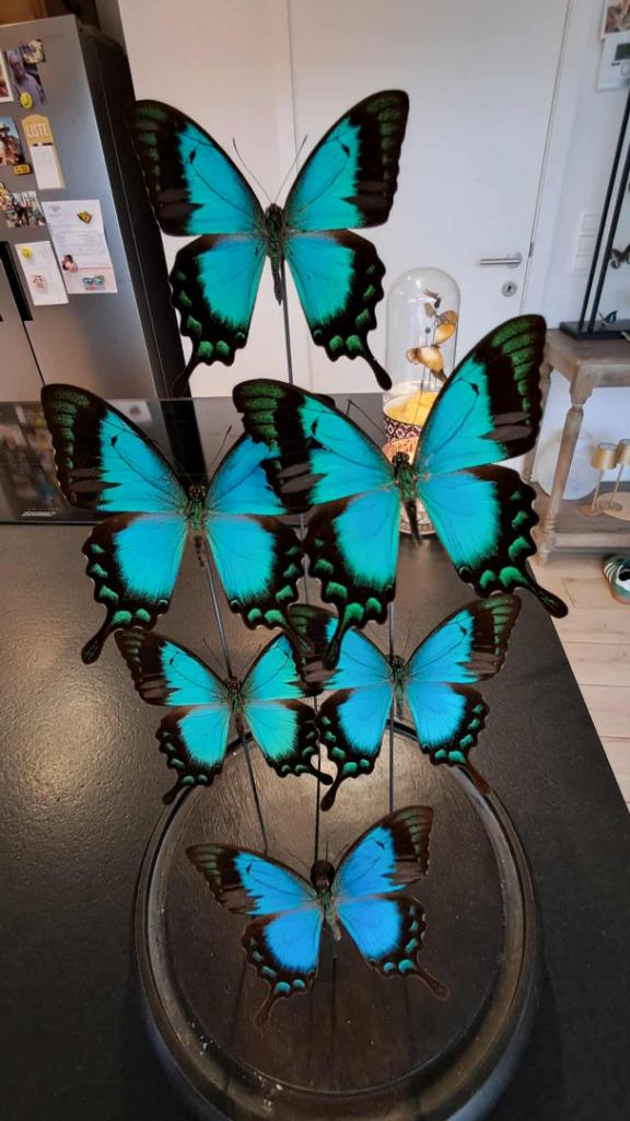 Grand dôme de 8 papillons bleus Papilio ulysses, Verzamelen, Dierenverzamelingen, Zo goed als nieuw, Opgezet dier, Overige soorten