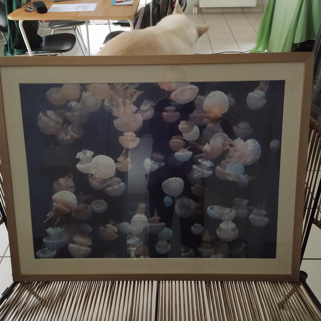Cadre métallique avec photo de méduses dans un aquarium, Enlèvement