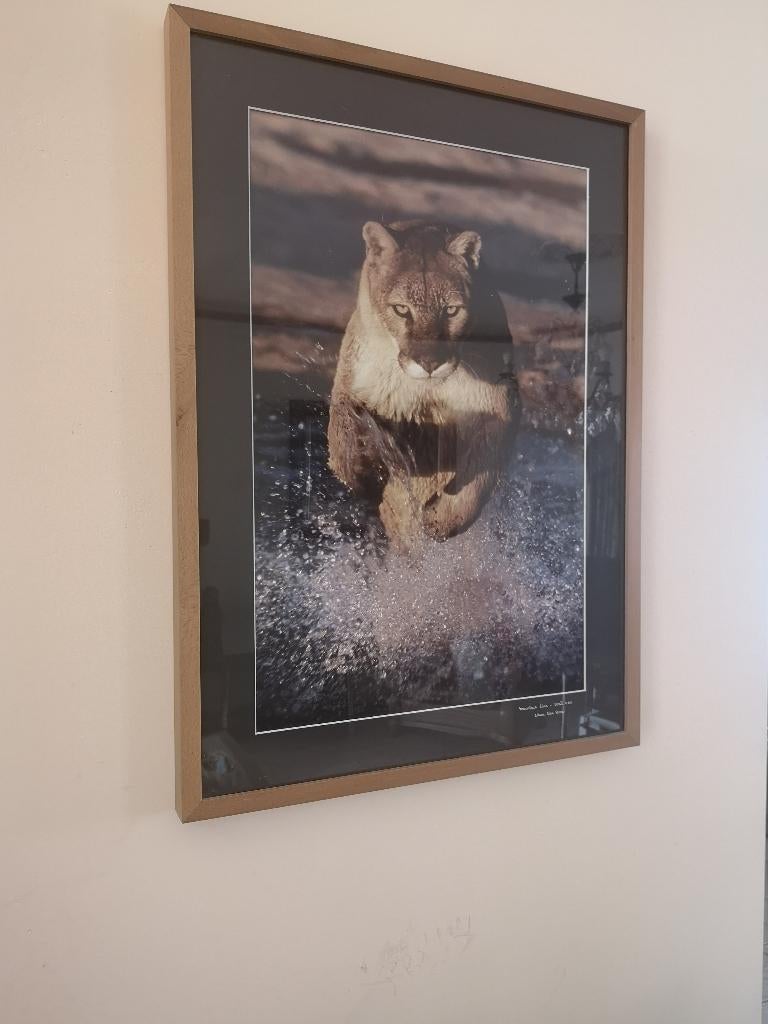 Kader Montain Lion Utah - Werner Van Steen, Enlèvement