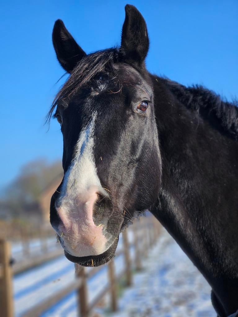 Fokmerrie ter huur (Geniaal x Goodtimes), Merrie