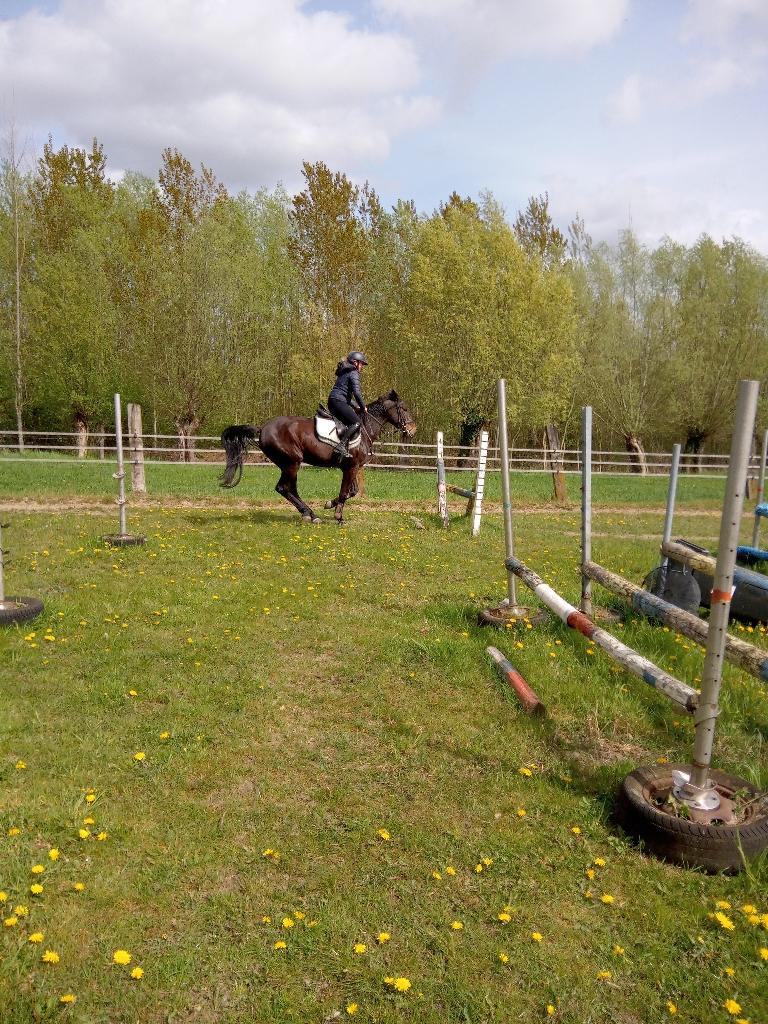 PAARD 4 jaar merrie , zadel ALS NIEUW  zeer goed showroommod, Dieren en Toebehoren, Ophalen of Verzenden, Dressuur