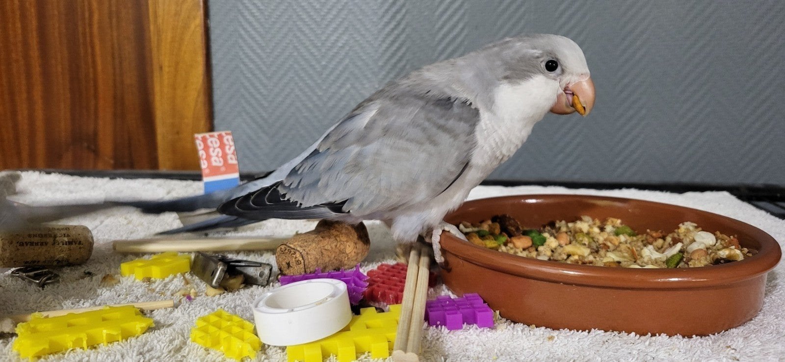 conure molinae  apprivoisé  femelle, Animaux & Accessoires, Femelle