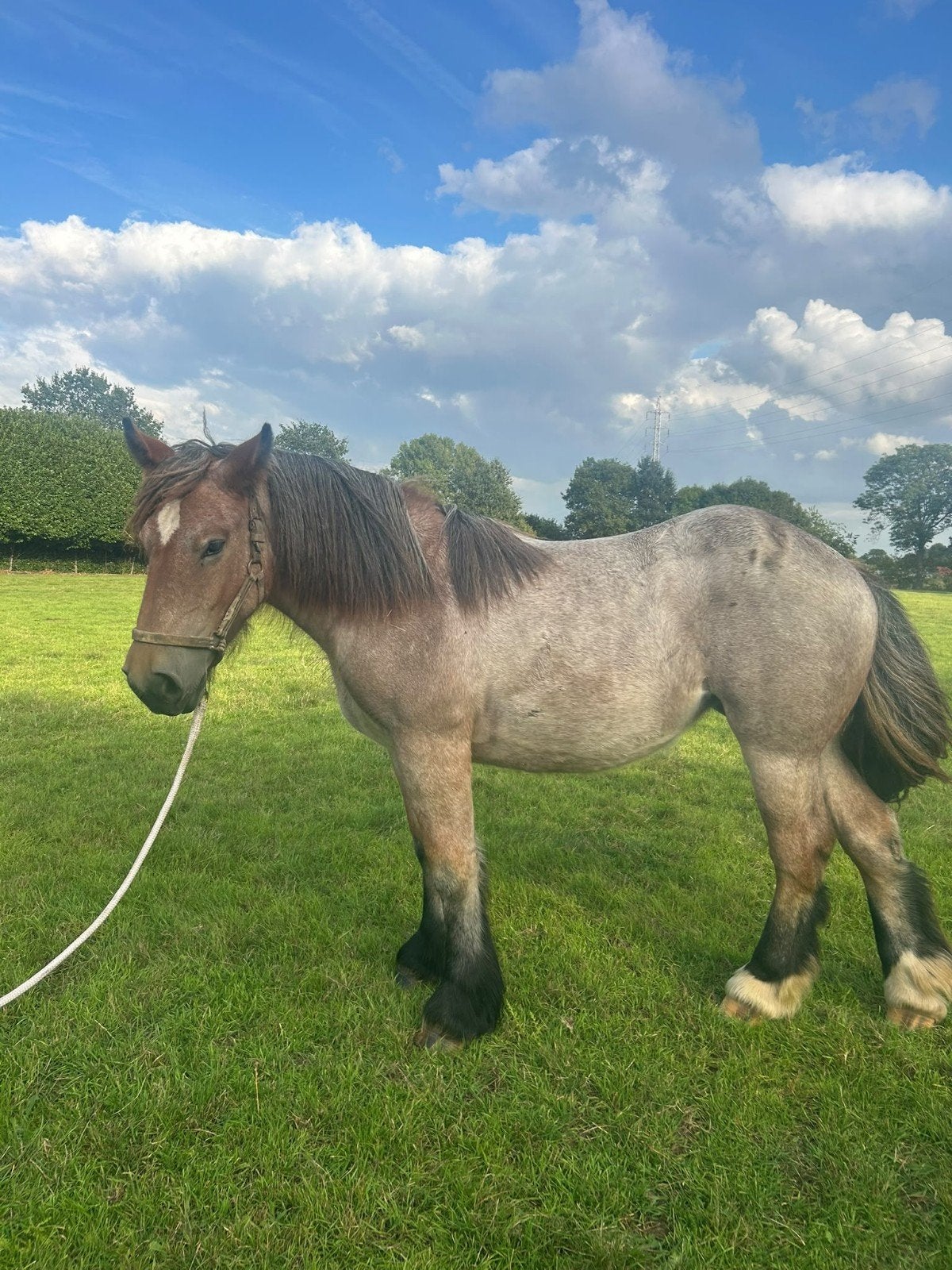 prachtige jonge merrie belgisch trekpaard, Merrie, Met stamboom, 0 tot 2 jaar, 170 tot 175 cm