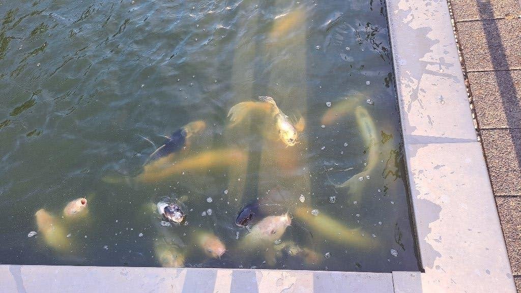 Koi, Dieren en Toebehoren, Vissen | Vijvervissen