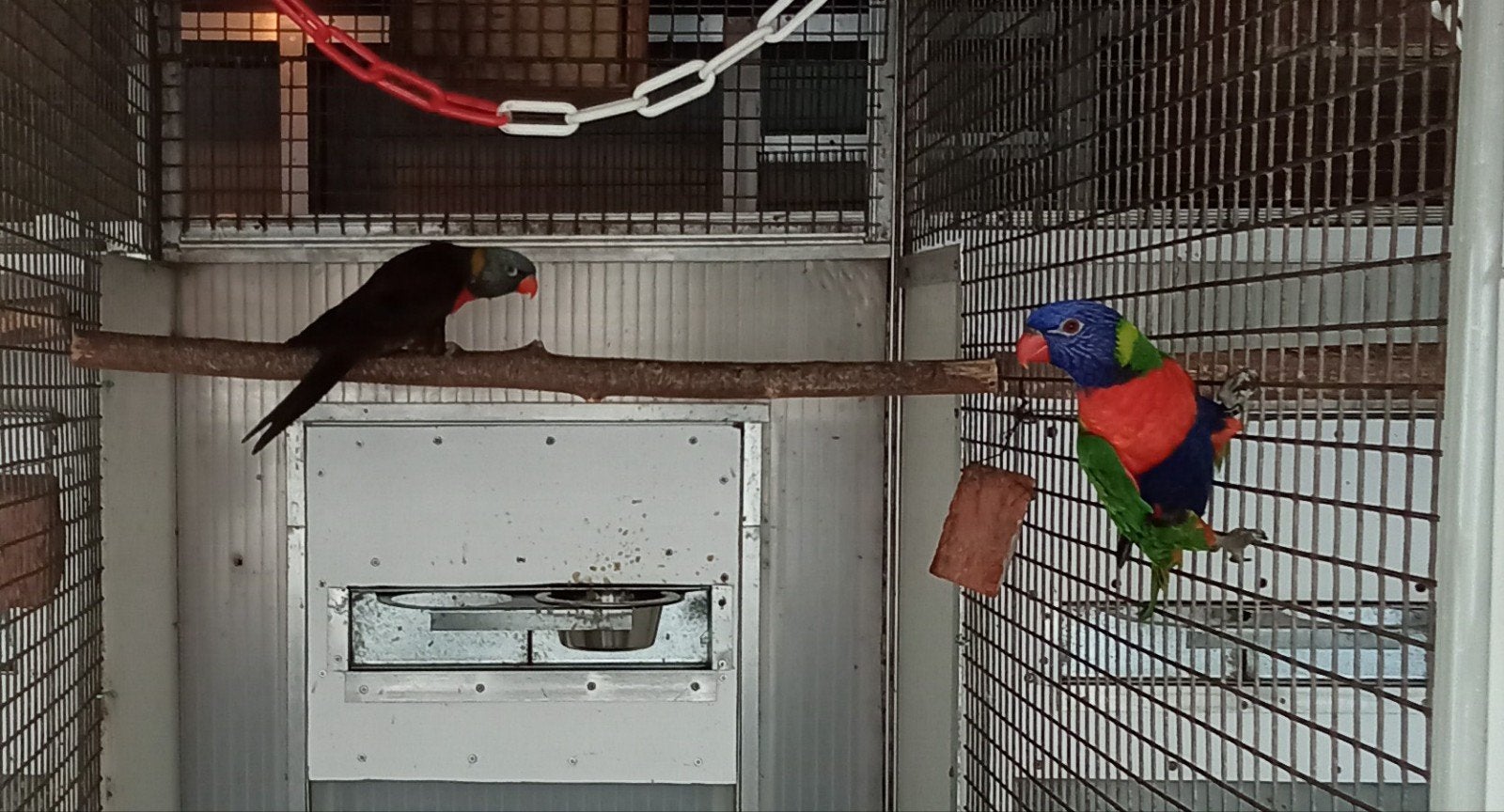 loris, Dieren en Toebehoren, Geringd