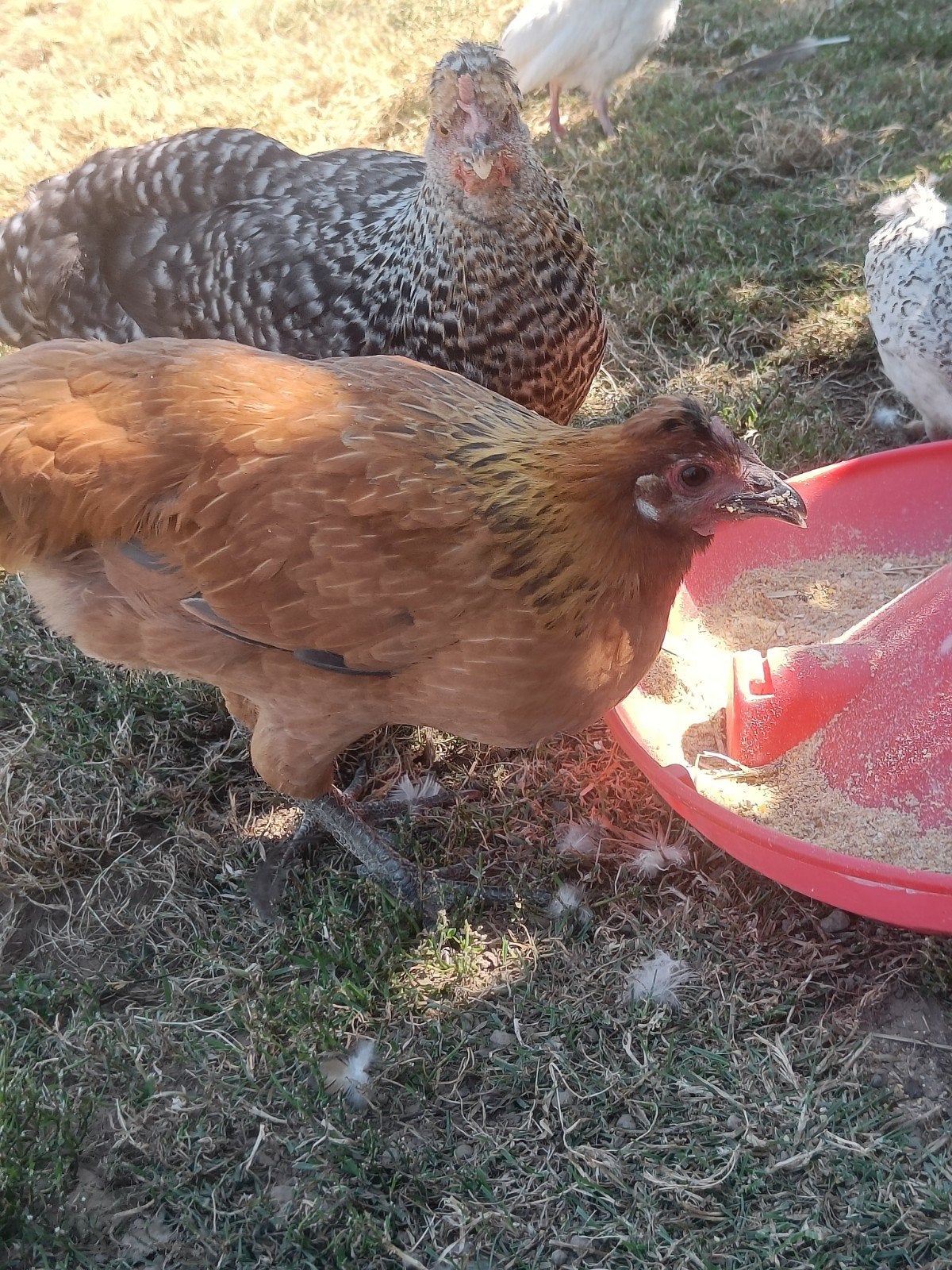 belle jeune poule rouge à feuilles vertes