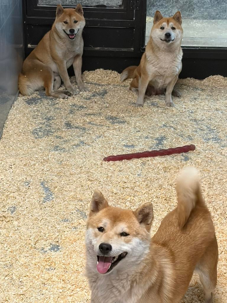 VOOR FOKKER: 9x volwassen Shiba-Inu, Overige rassen, Buitenland, Meerdere, Meerdere dieren