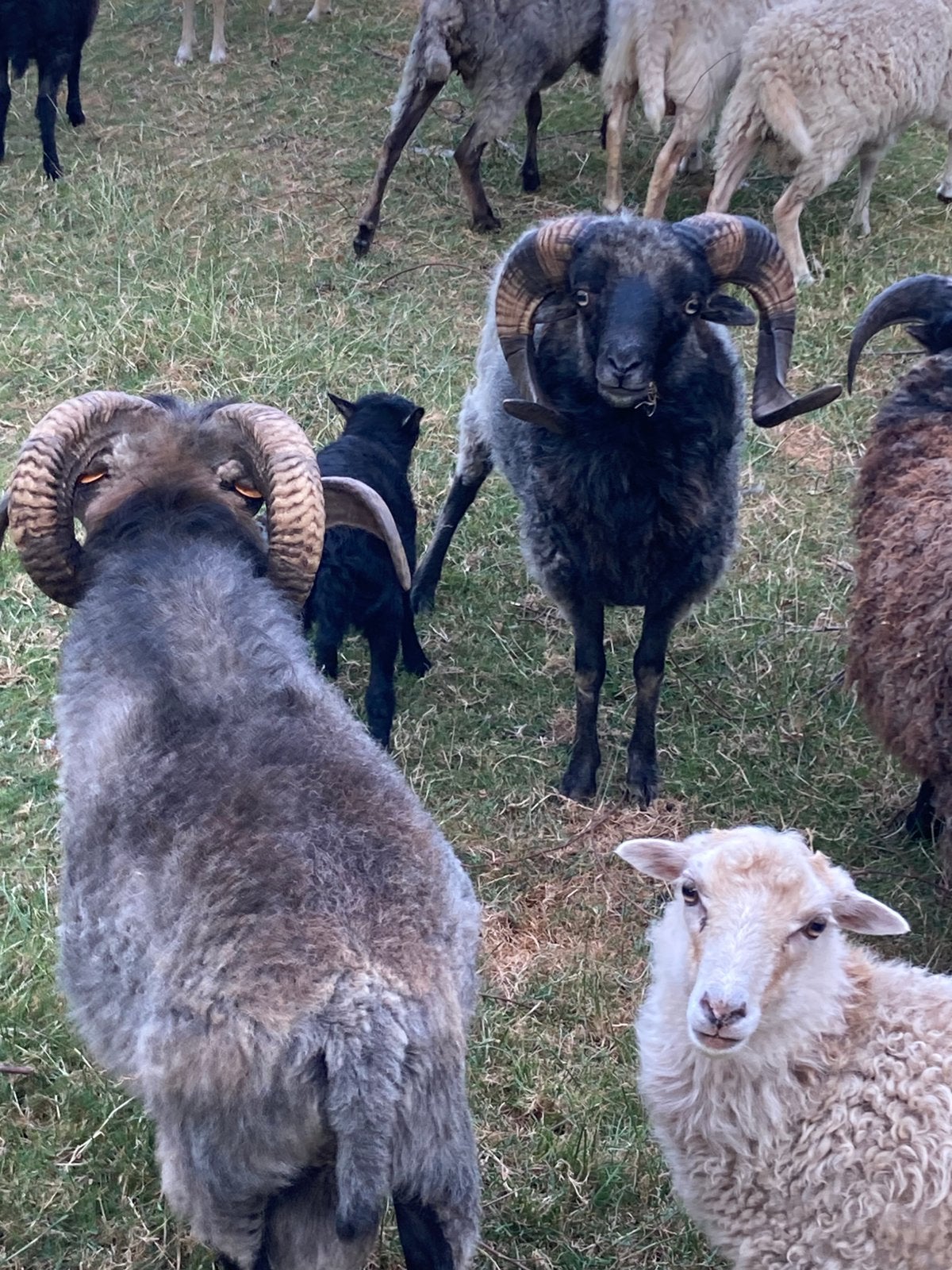 Ouessant bokken te koop, Mannelijk, Schaap, 3 tot 5 jaar