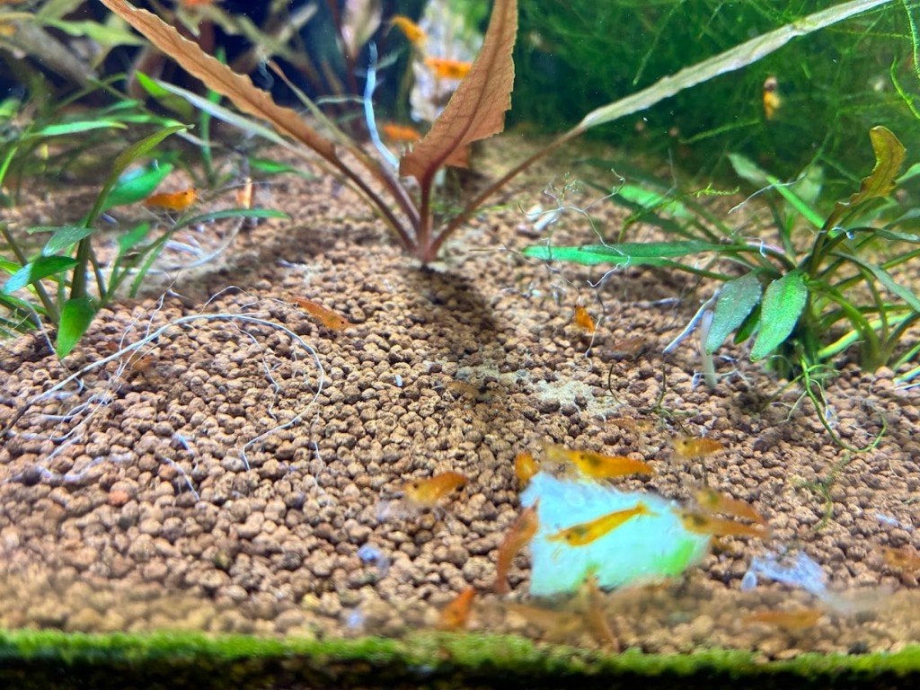 Neocaridina garnalen geel-oranje, Animaux & Accessoires, Homard, Crabe ou Crevette, Poisson d'eau douce, Banc de poissons