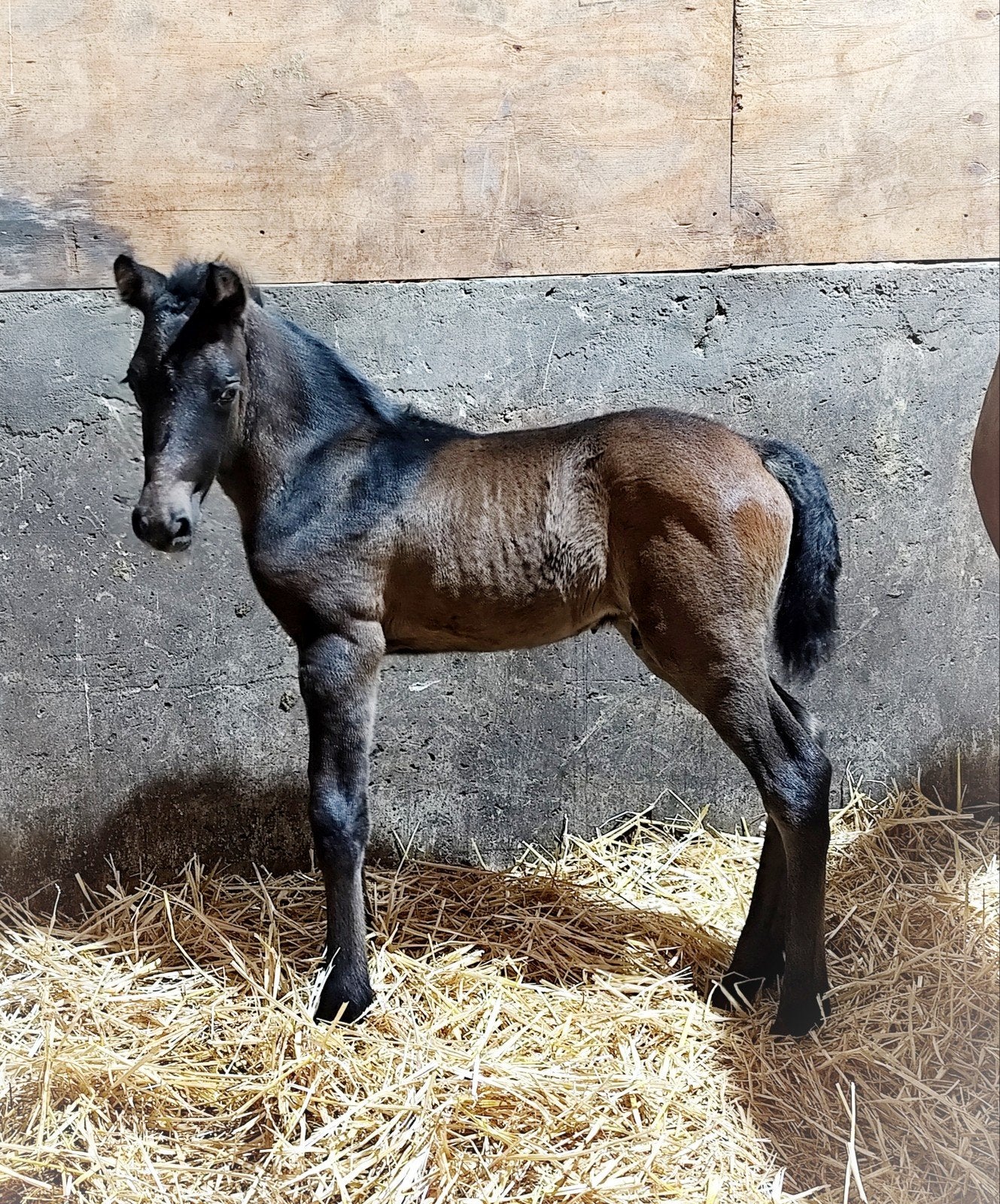 super leuk hengsteveulentje, Dieren en Toebehoren, E pony (1.48m - 1.57m), Springpony, Hengst, Onbeleerd