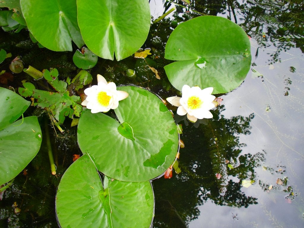 Plants de nénuphars. 5 € / pièce., Ophalen