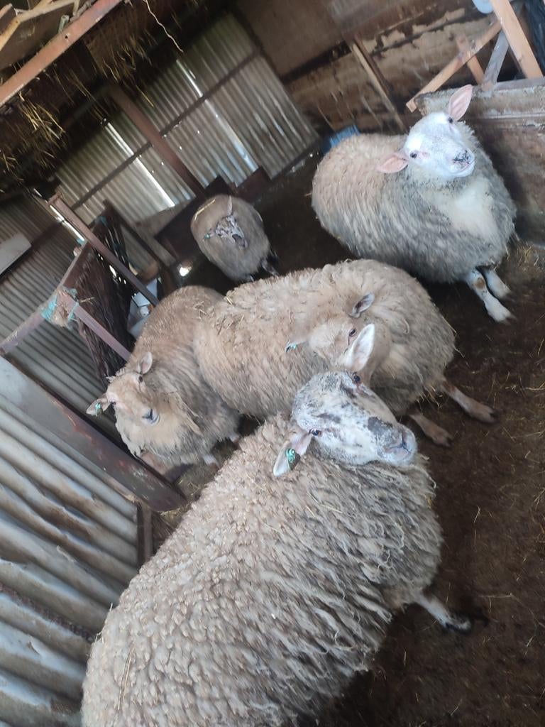 Agnelle a vendre, Animaux & Accessoires