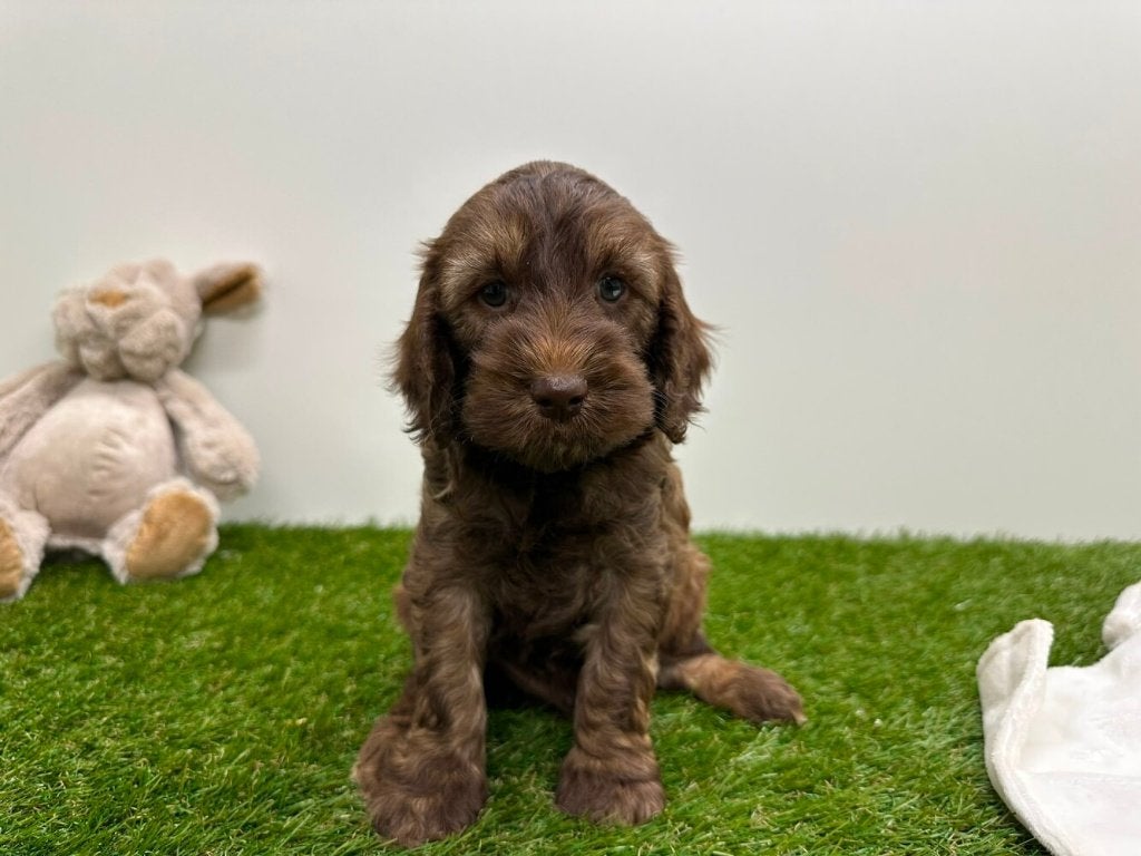 Portée de chiots Cockapoo 1, Plusieurs, Hépatite contagieuse (maladie de Rubarth), Belgique, Plusieurs animaux
