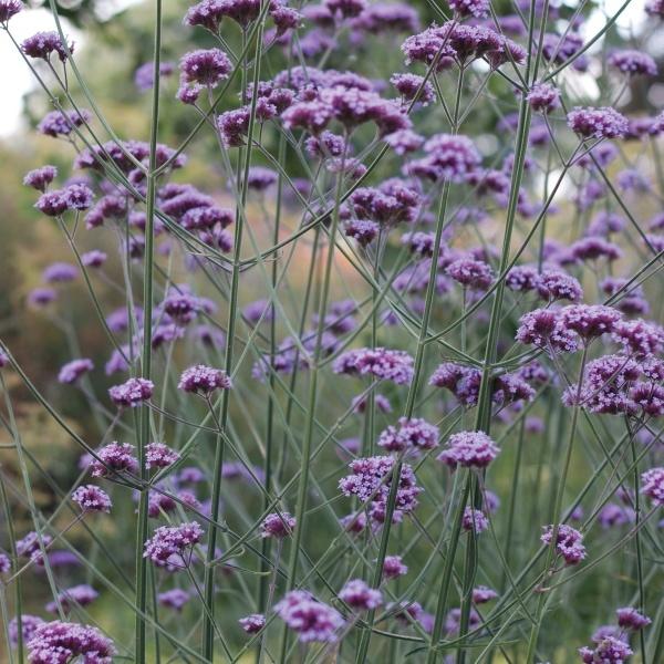 verbena / ijzerhard, Tuin en Terras, Planten | Tuinplanten, Ophalen, Winter, Vaste plant