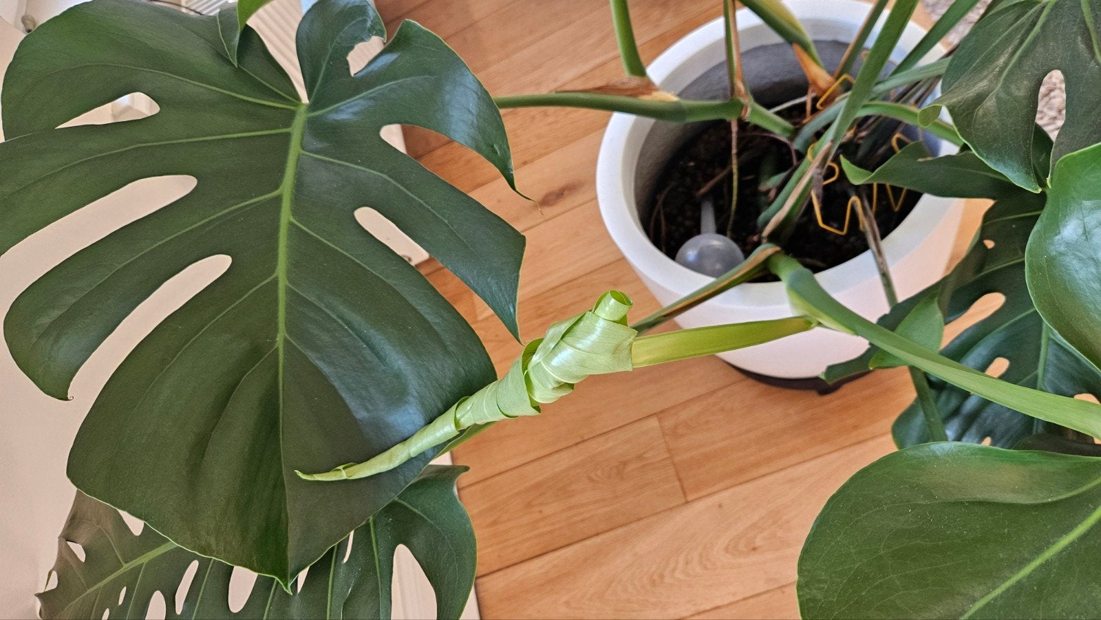 Nood aan nieuwe kamerplant na je verlof?, Ophalen