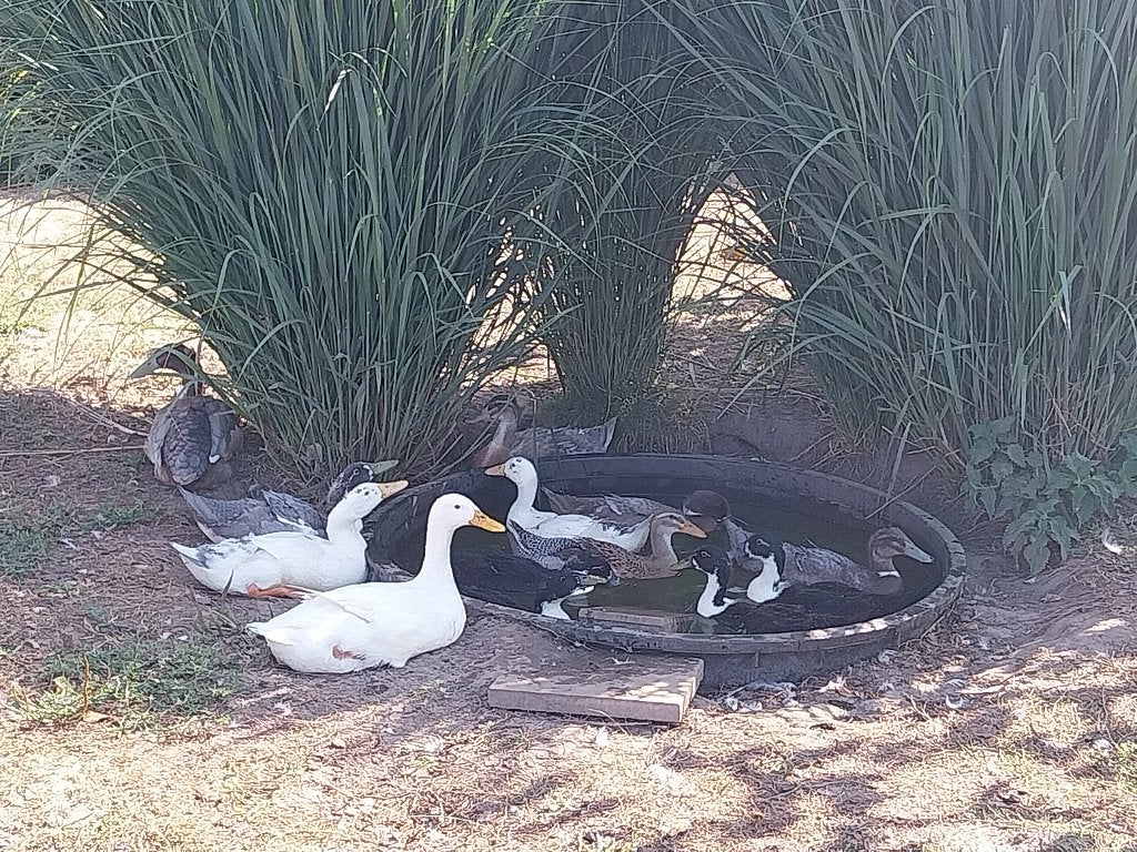 Indische loopeenden, Plusieurs animaux, Canard