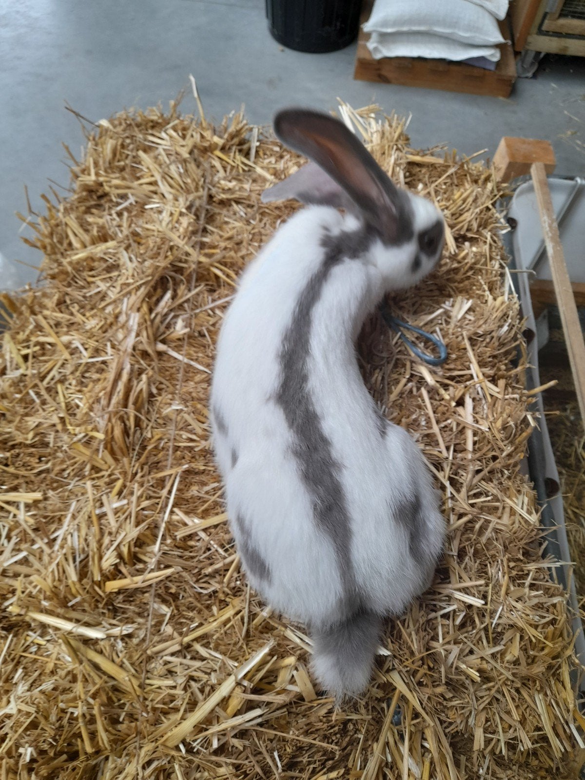 Lotharinger voedster, Femelle, Grand, 0 à 2 ans