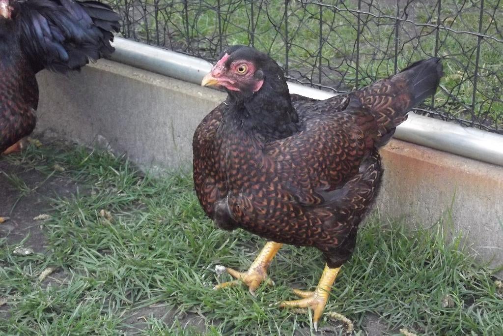 Broedeieren Indische vechtkriel, Dieren en Toebehoren, Pluimvee, Kip