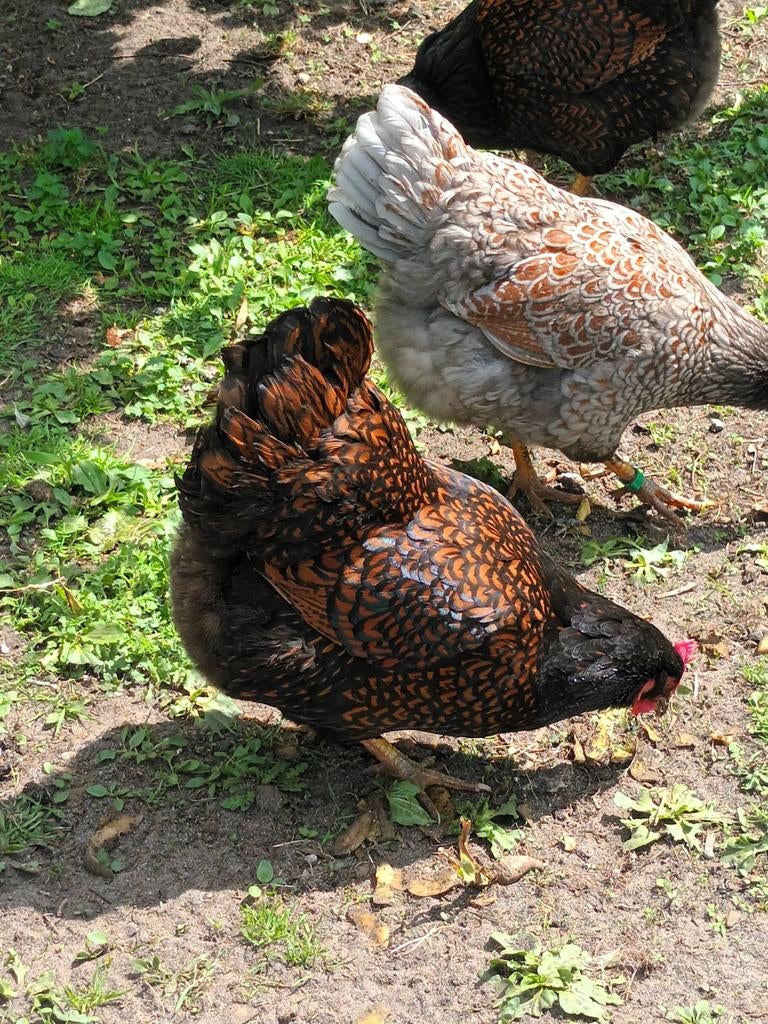 broedeitjes barnevelder dubbel gezoomd, Dieren en Toebehoren, Pluimvee