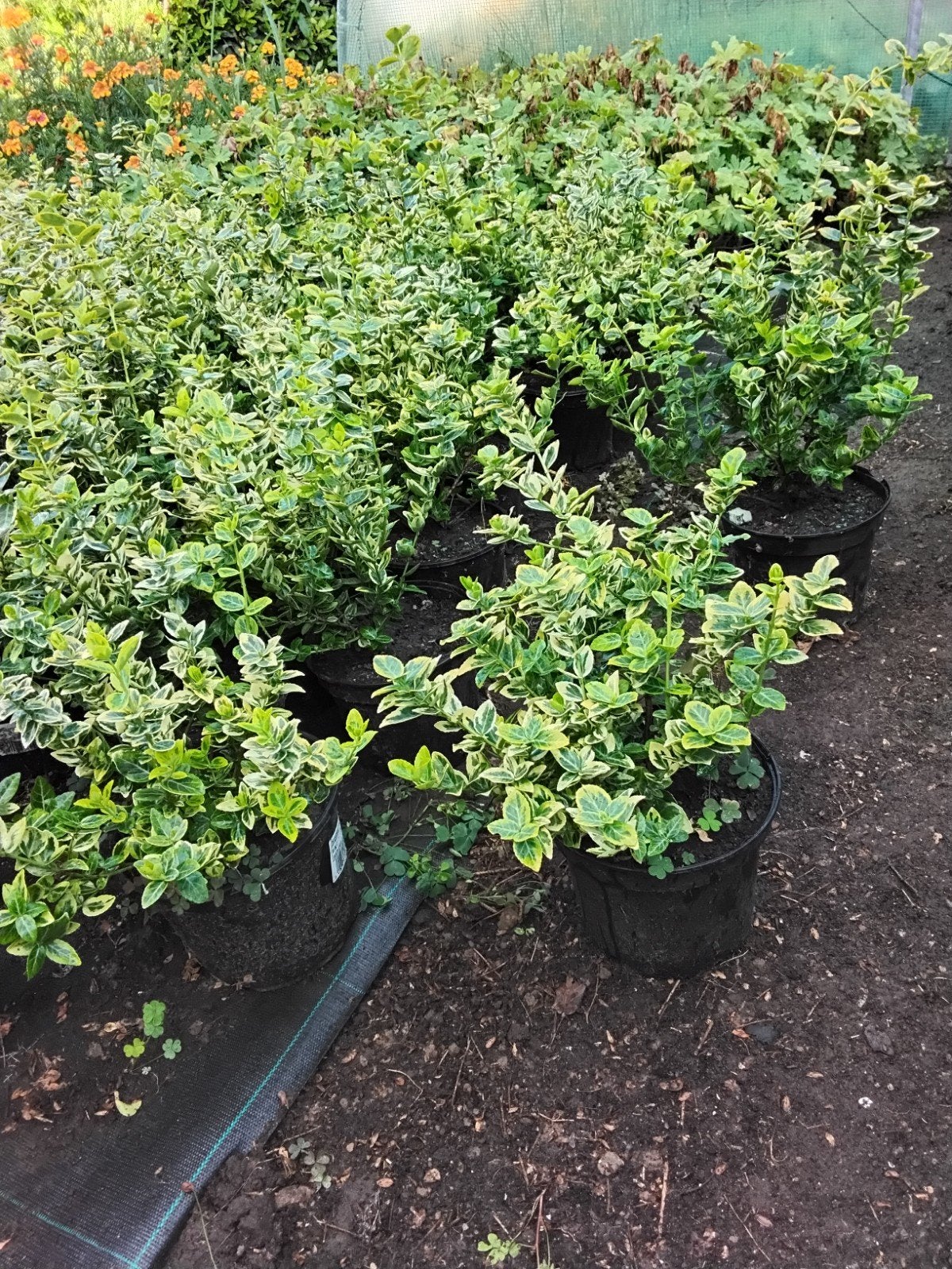Euonymus emerald gold, Ophalen, Struik