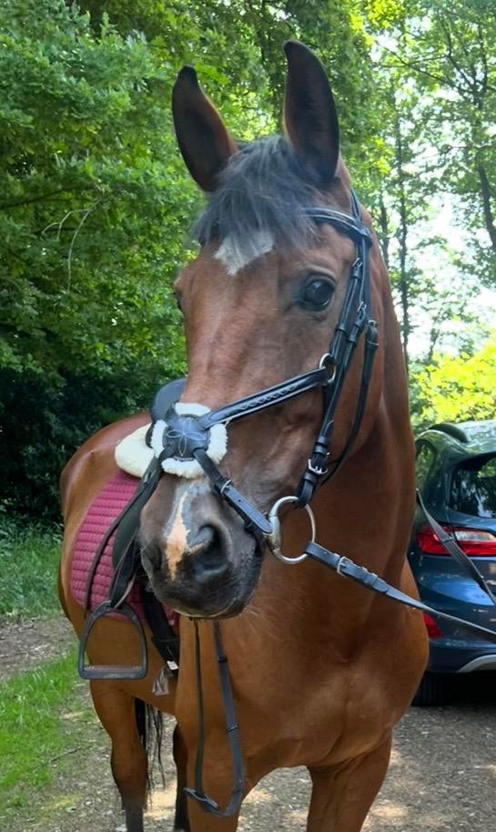 Materiaal voor paarden, Ophalen, Zo goed als nieuw, Dressuur