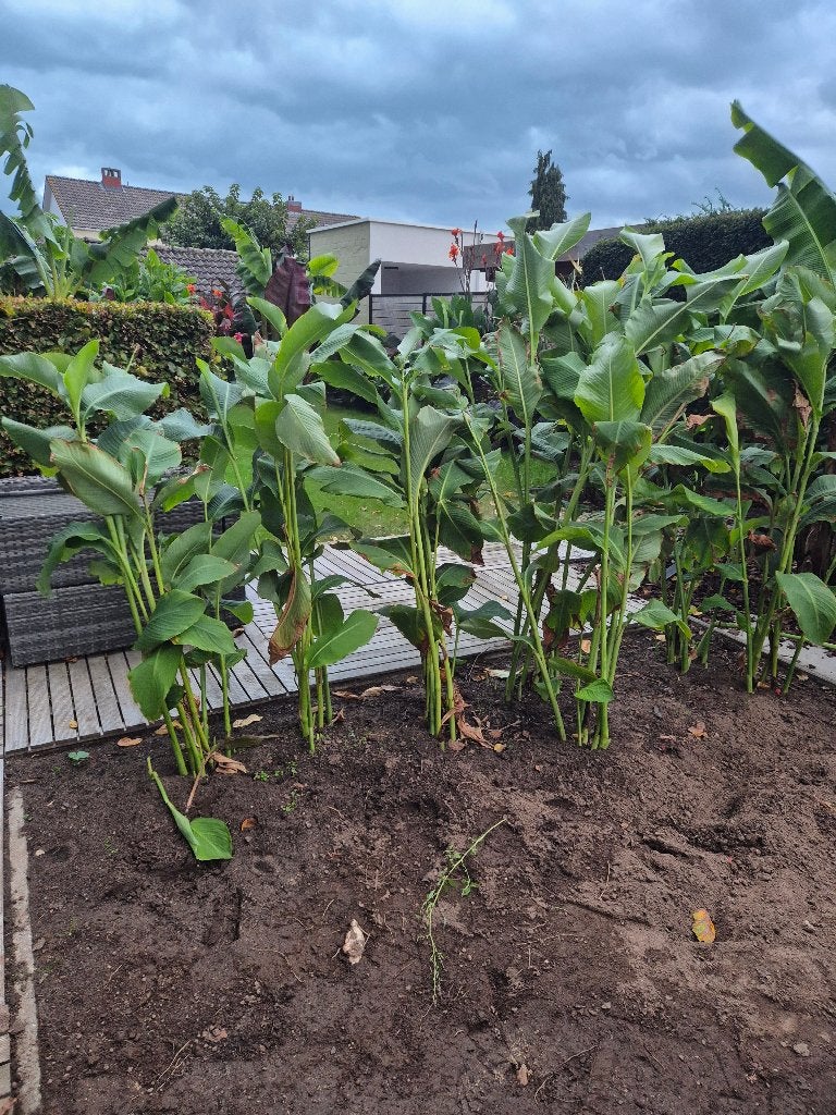 Canna Teurckheimii (25€ voor allemaal heel de foto ), Volle zon, Vaste plant, Zomer, Ophalen