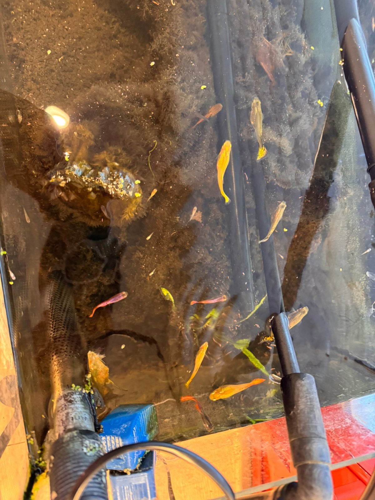Guppy’s, Animaux & Accessoires, Poissons | Poissons d'aquarium, Poisson, Poisson d'eau douce, Banc de poissons