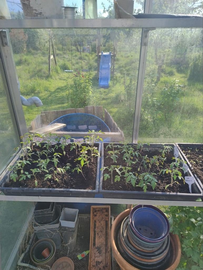 Tomaten/paprika/komkommers/sla..., Ophalen