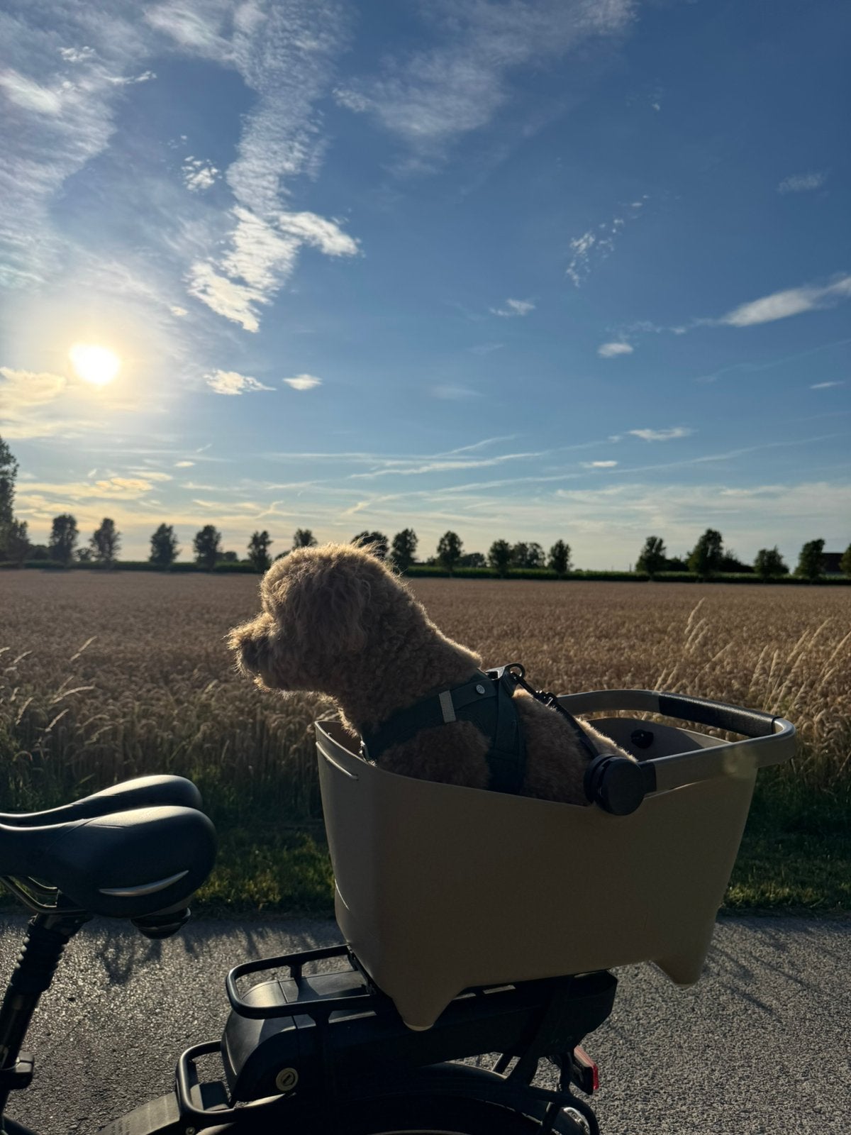 Basil hondenmand, Dieren en Toebehoren
