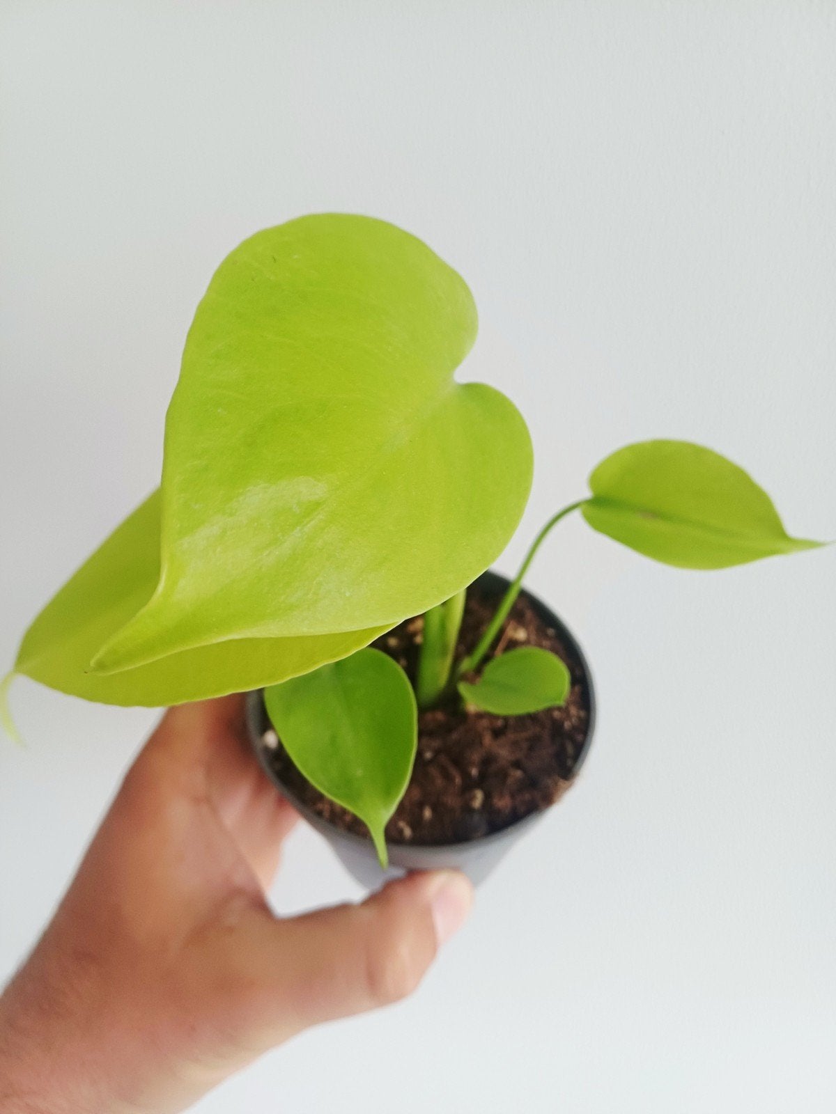 Monstera Lemon Lime "full cheese", Huis en Inrichting, Kamerplanten, Overige soorten, In pot, Minder dan 100 cm, Groene kamerplant