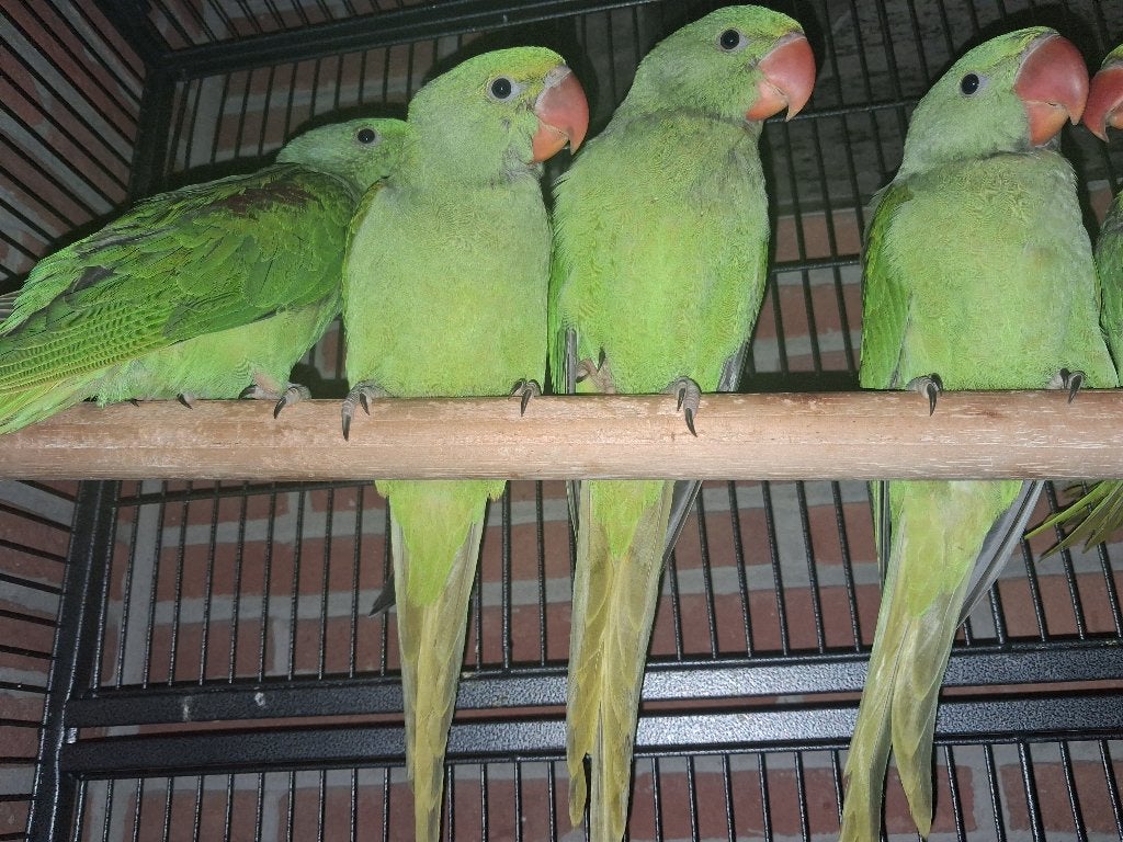Alexander parkieten, Dieren en Toebehoren, Geslacht onbekend, Parkiet, Tam
