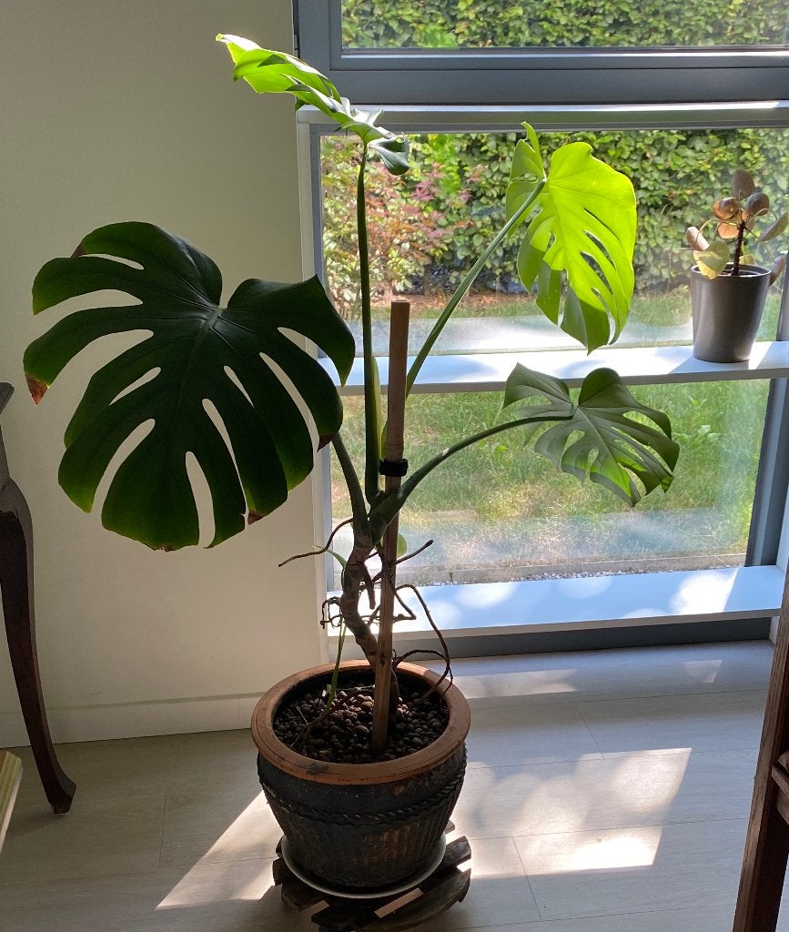 Monstera, Huis en Inrichting, Kamerplanten, Ophalen, Overige soorten, Halfschaduw, In pot