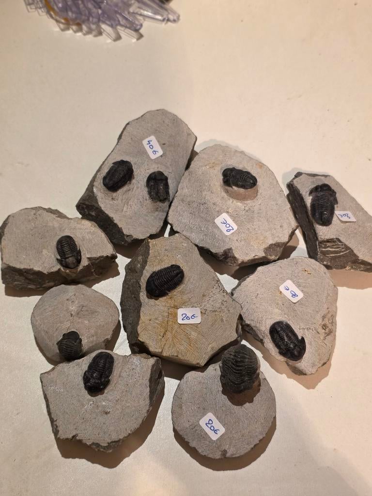 Uit te kiezen trilobiet 20€ per trilobiet., Verzamelen, Mineralen en Fossielen, Ophalen of Verzenden, Fossiel
