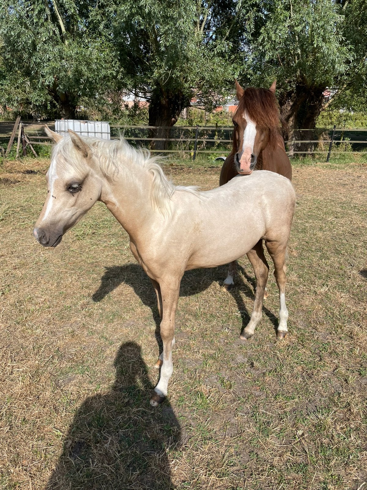 2 prachtige welsh sectie b(1m32) palomino merrie, vos hengst, Dieren en Toebehoren, Pony's, Meerdere dieren, Niet van toepassing