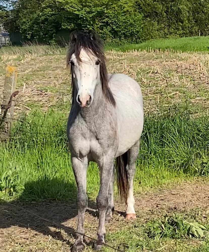 Tweejarige welsh C-pony, Dieren en Toebehoren, Juli, Mannelijk