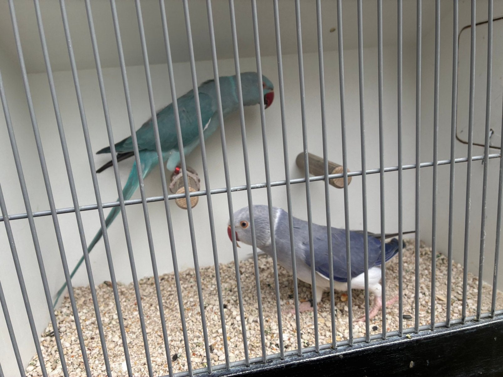 Halsbandparkieten, Meerdere dieren, Parkiet, Geringd