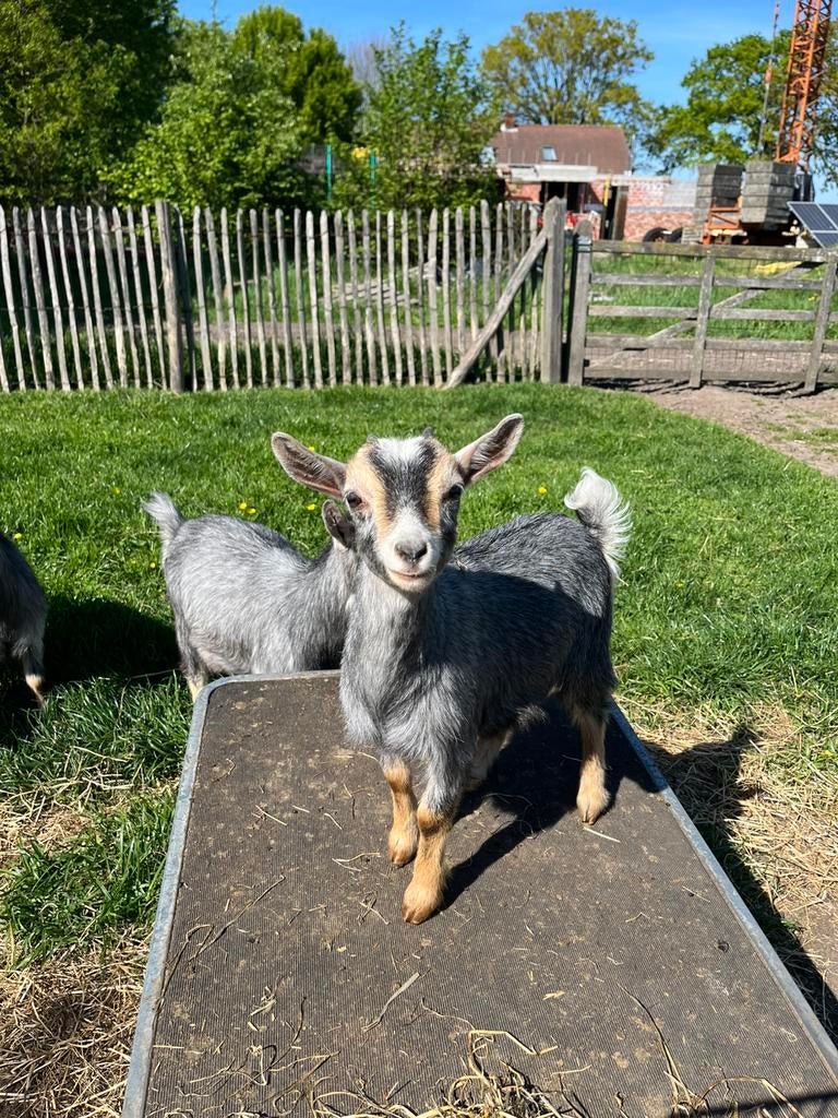 Dwerggeitjes, Dieren en Toebehoren, Meerdere dieren, Geit, 0 tot 2 jaar