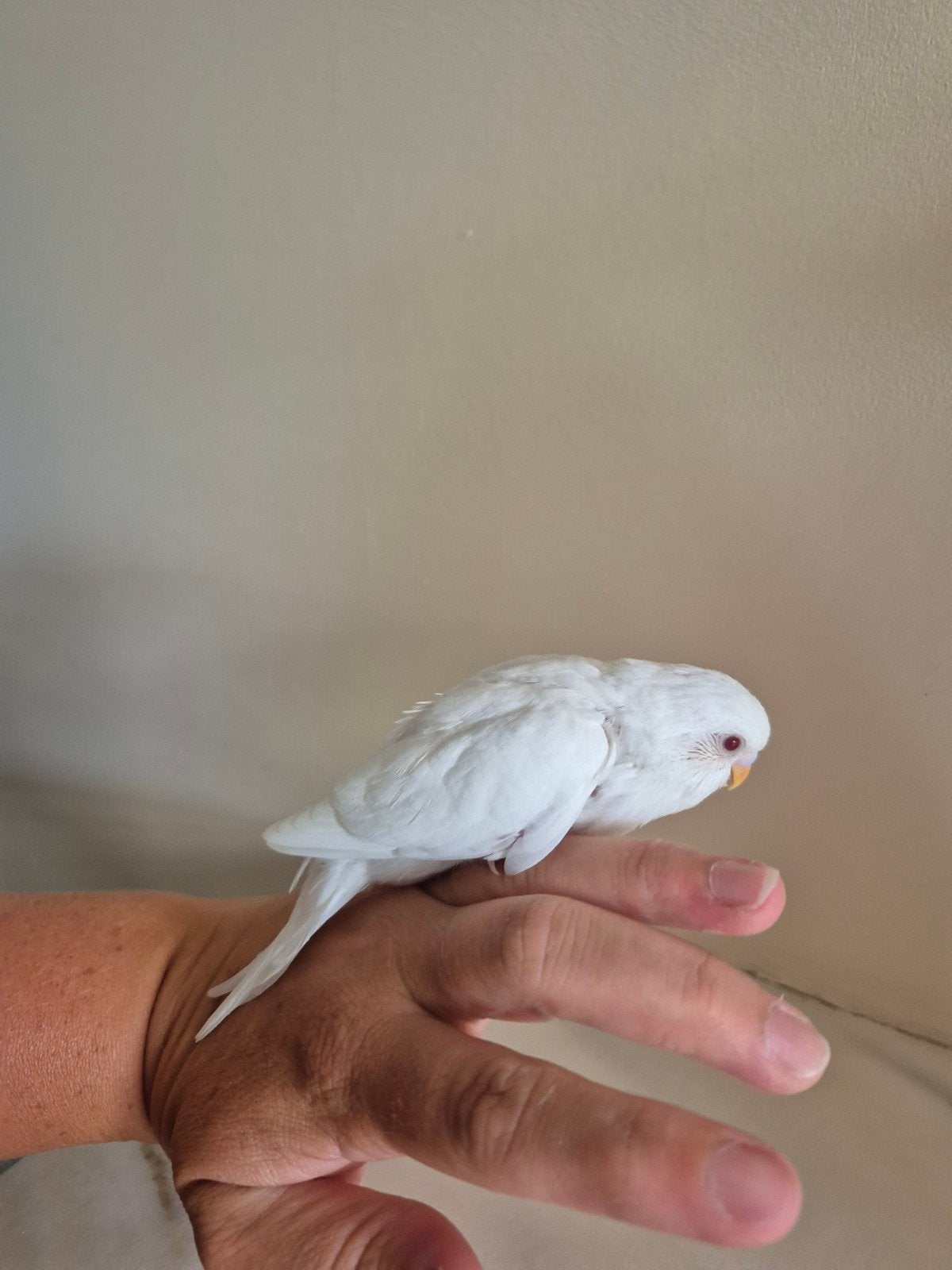 baby grasparkiet