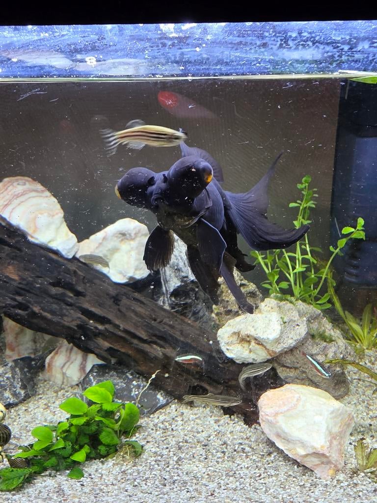 2plecos 1 telescoopmoor
