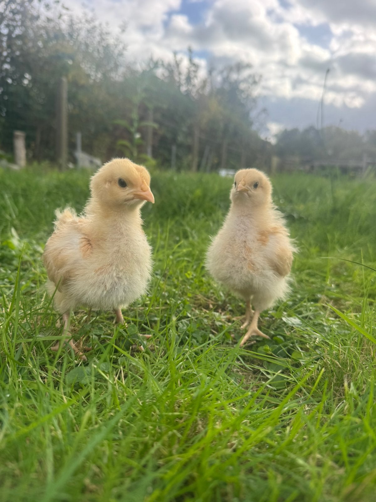 Orpington buff kuiken, Dieren en Toebehoren, Geslacht onbekend, Kip