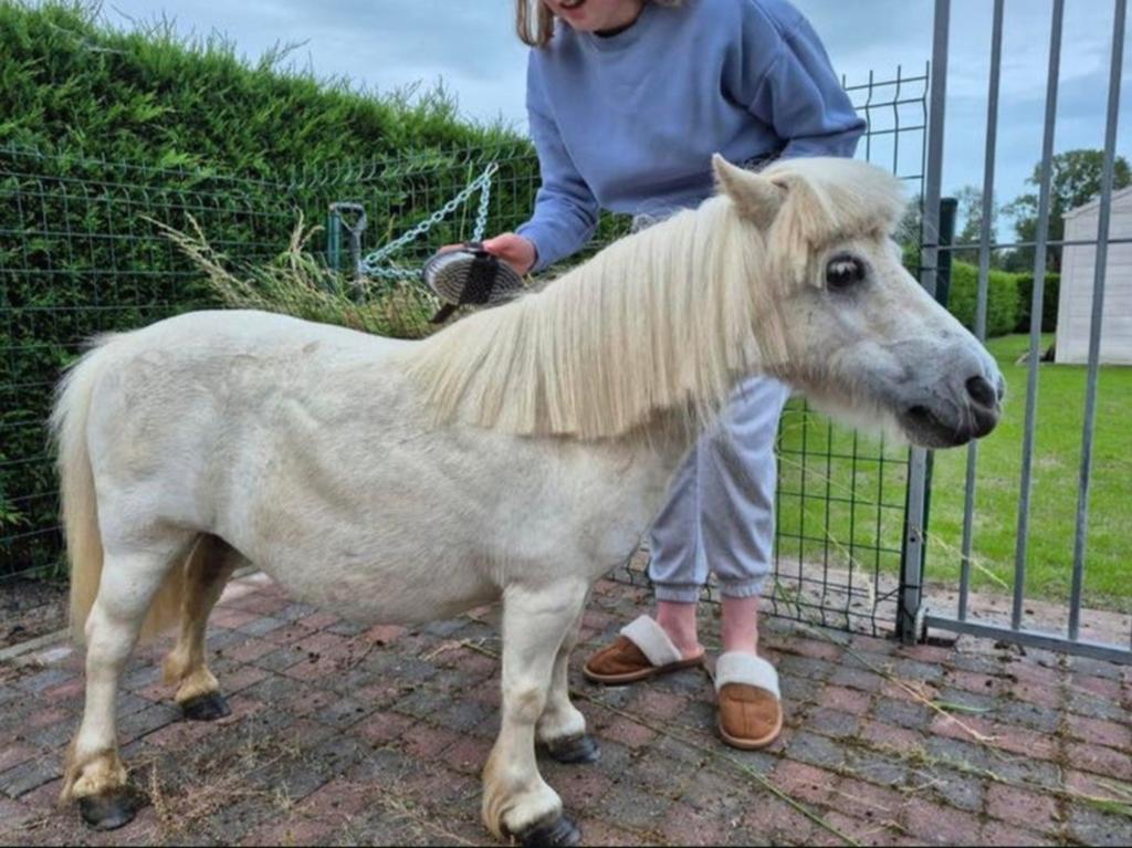 Mini shetlandpony merrie