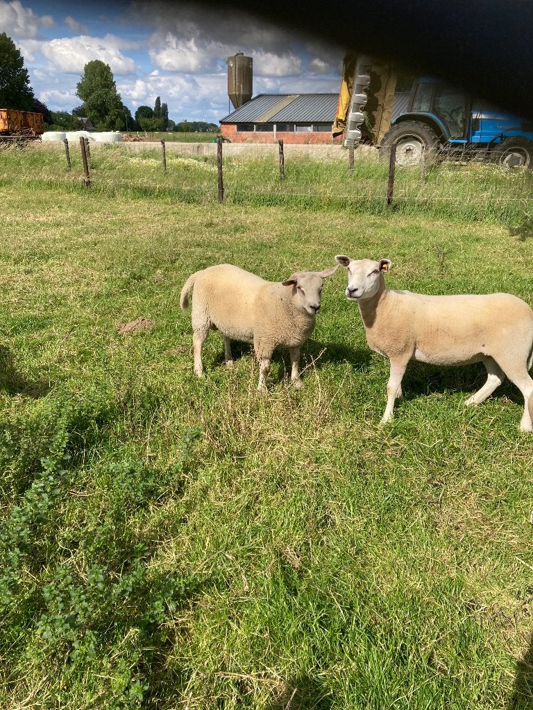 Schapen, Mâle, Mouton, 0 à 2 ans