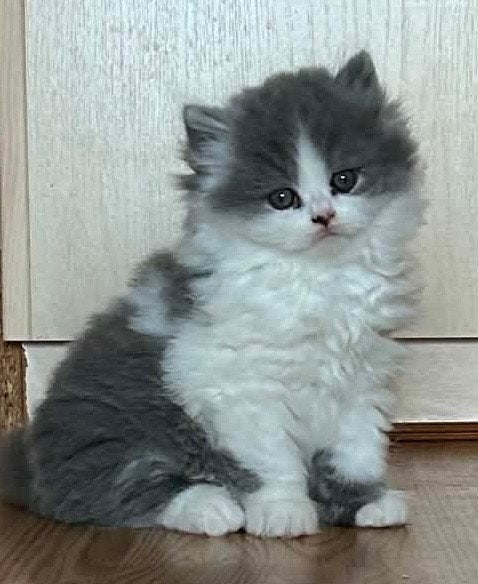 Britse kortharige en langharige kittens, Animaux & Accessoires, Chats & Chatons | Chats de race | Poil long, Plusieurs animaux